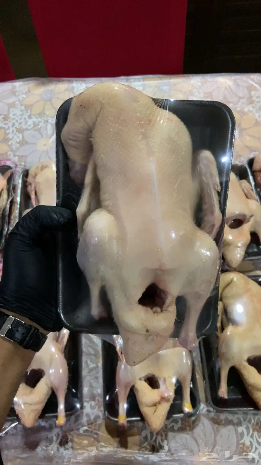 بط بكيني مذبوح وجاهز 1