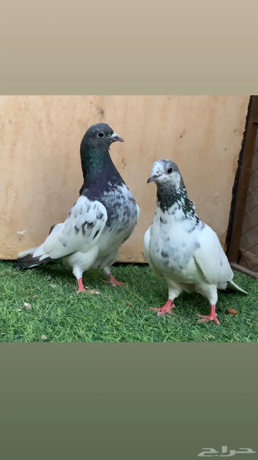 جوزين حمام باكستاني بانكا 4