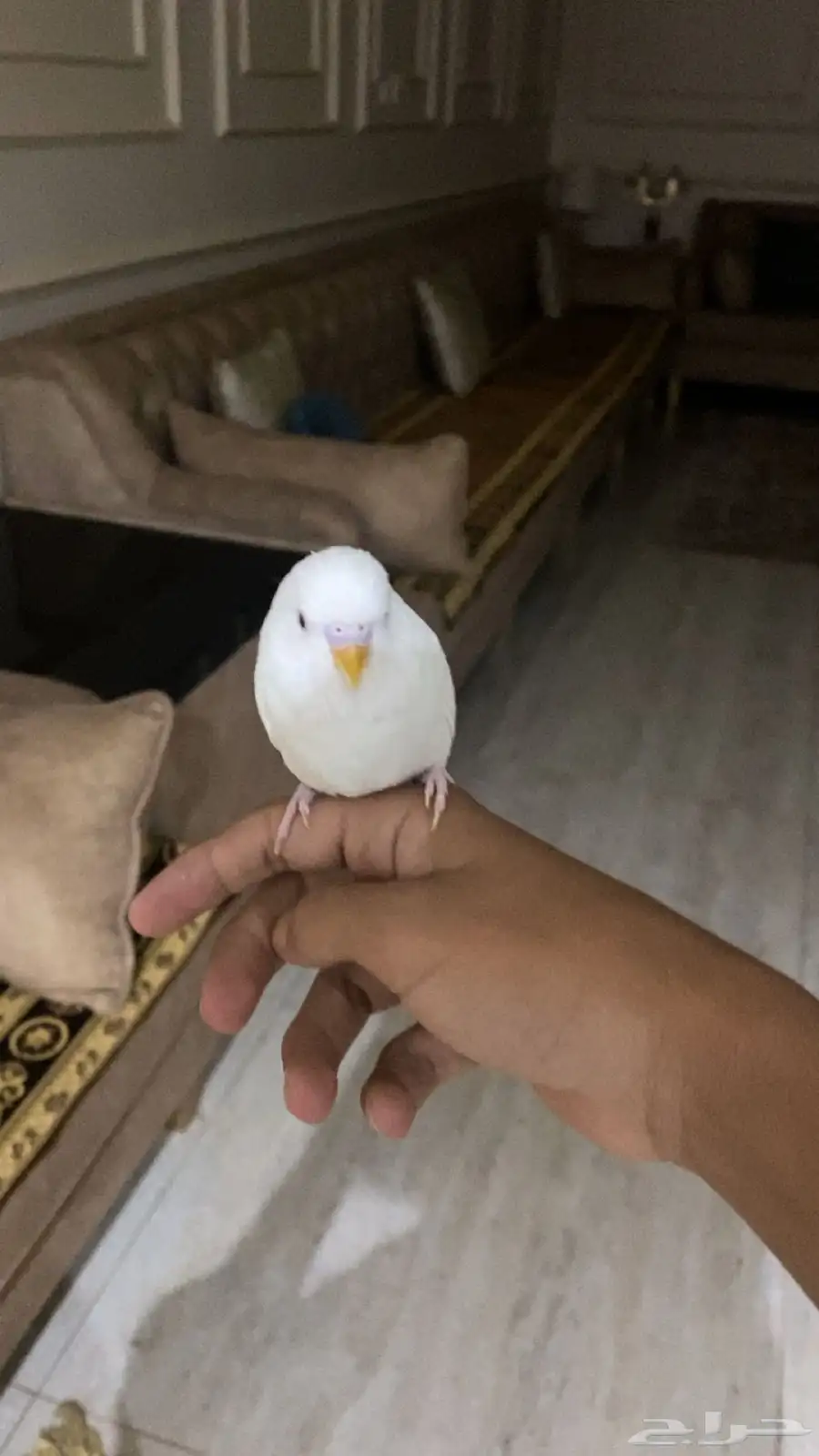 ببغاء باجير موالف 0
