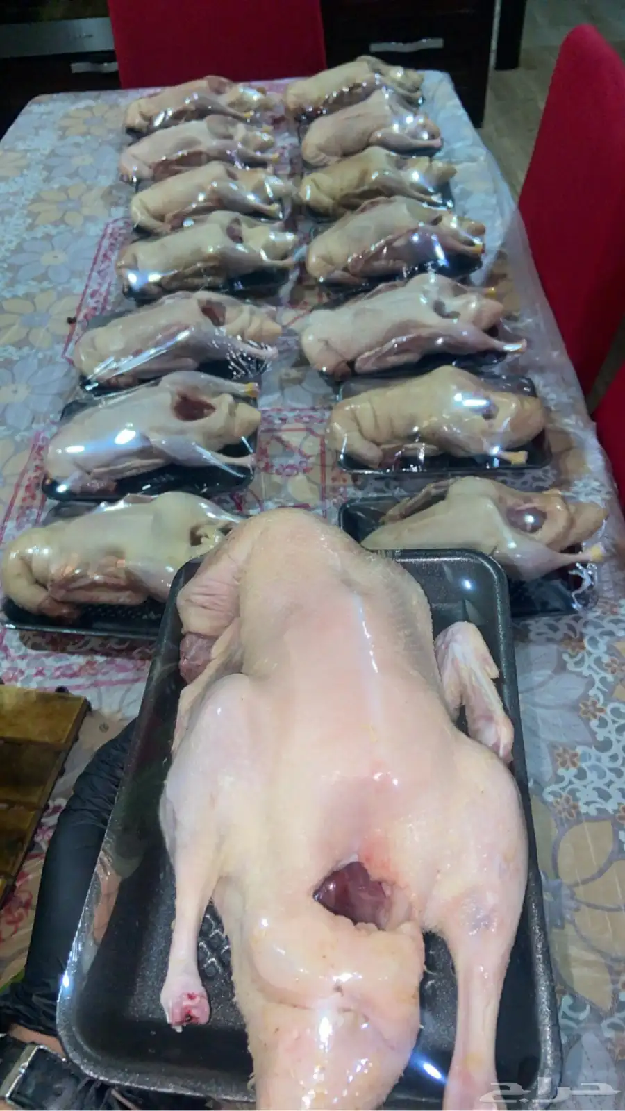 بط بكيني مذبوح وجاهز 3