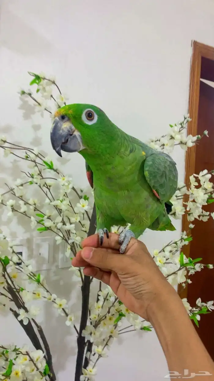 تم البيع الله يبارك ل صاحبه بعدد ريشه 6