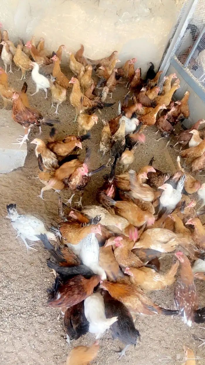 دجاج فروج للبيع 2