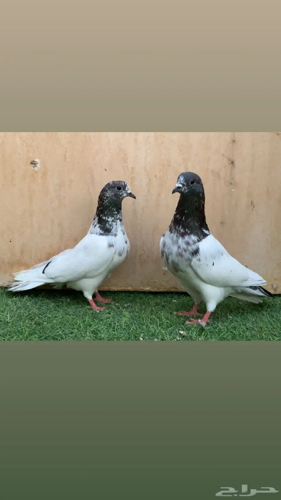 جوزين حمام باكستاني بانكا 0