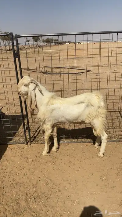 تيس الفحل 2