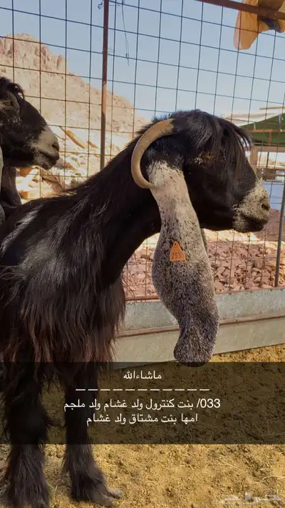 معزاء عوارض صنف الصنف معرفات 0