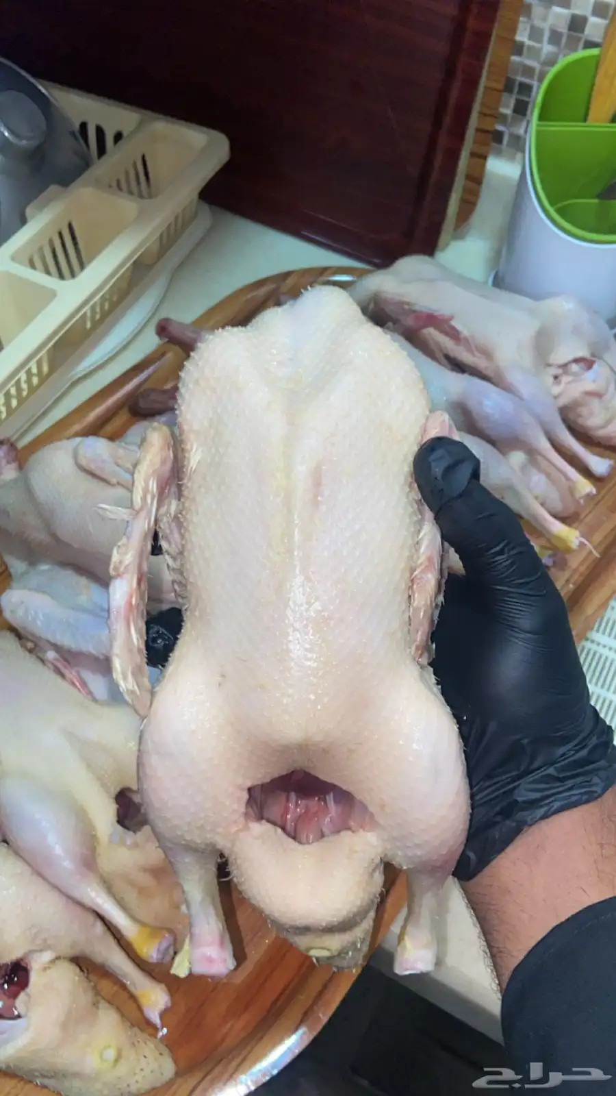 بط بكيني مذبوح وجاهز 2