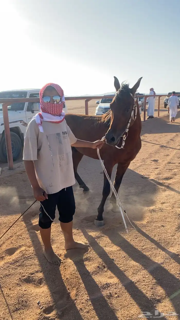 خيل شعبي البيع مستعجل. 5