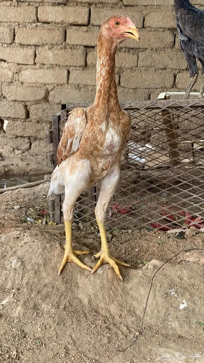 فروخ شامو الماني 4