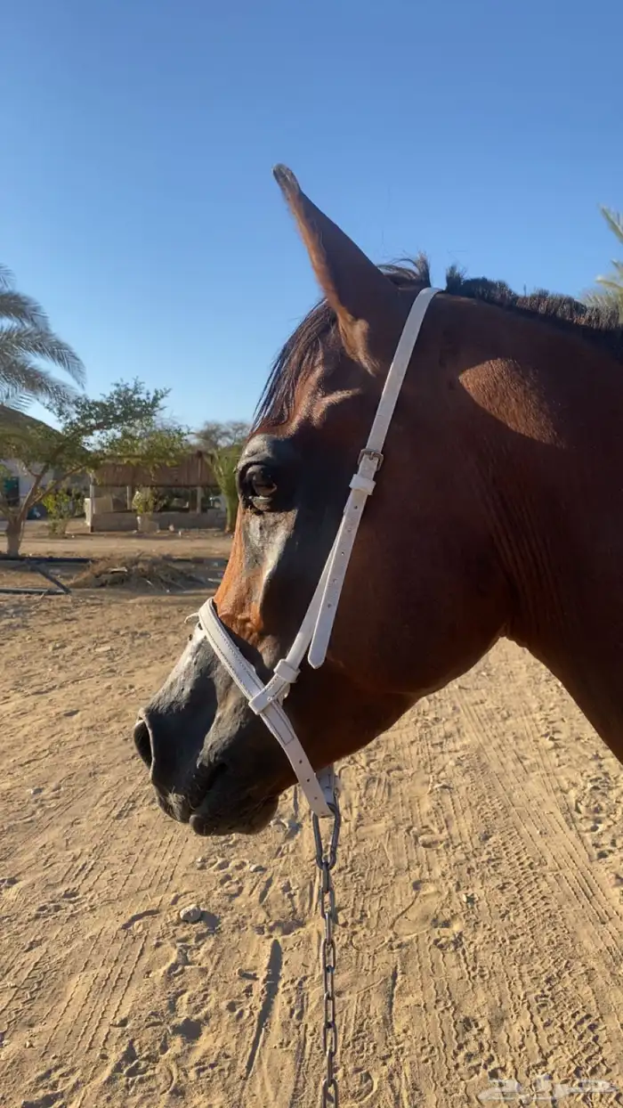 خيل شعبي البيع مستعجل. 1