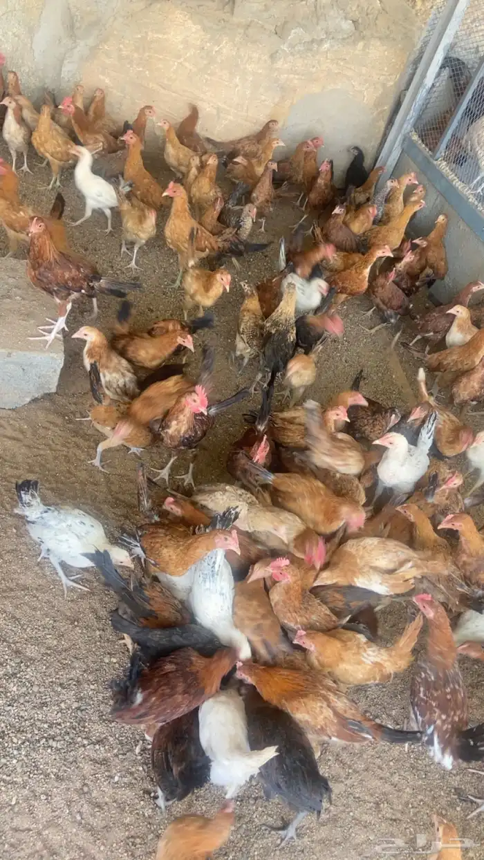 دجاج فروج للبيع 1