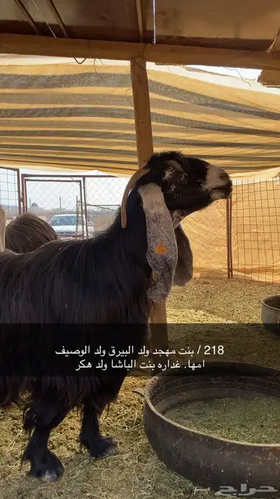 معزاء عوارض صنف الصنف معرفات 2