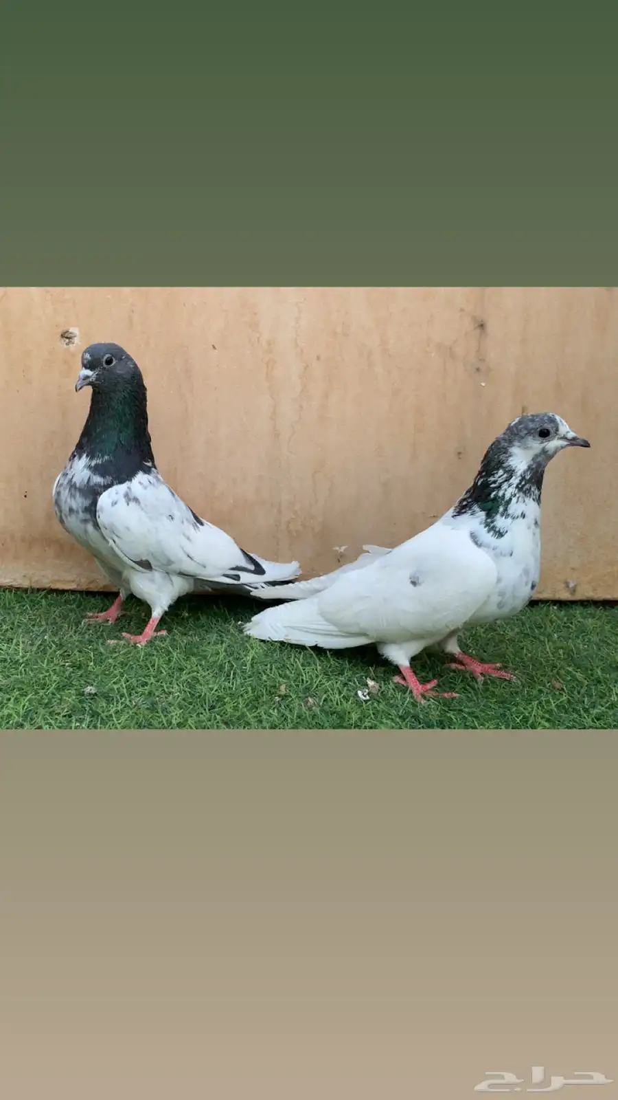 جوزين حمام باكستاني بانكا 5