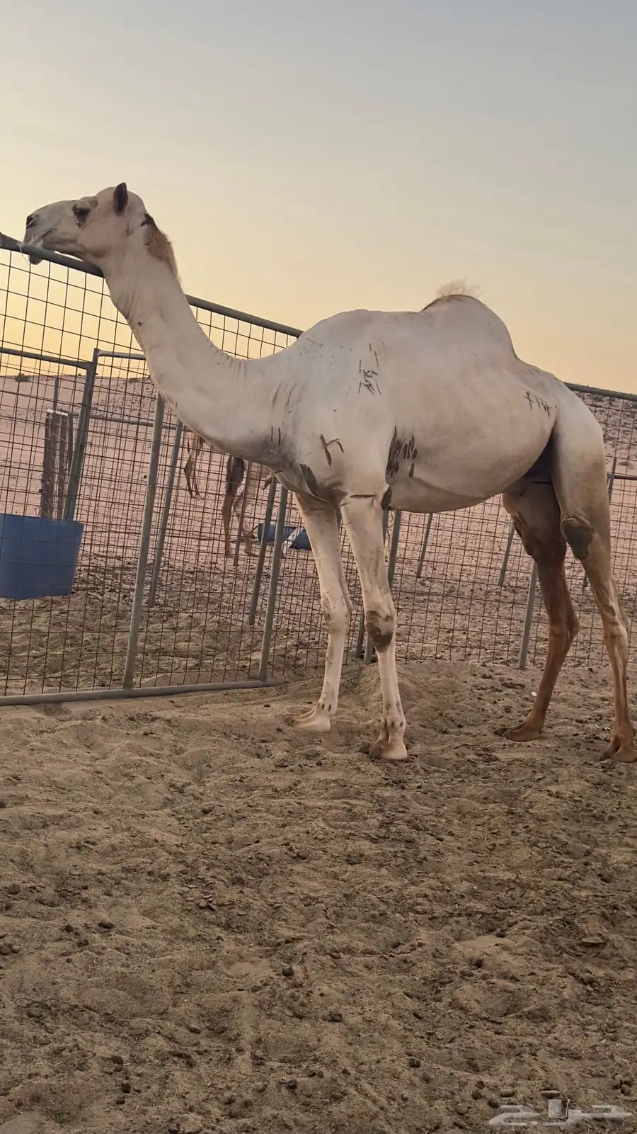 فحل شاهين صاحب سياره الجنادريه من 19 كيلو 2