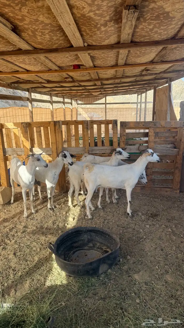 ماعز بيشيات ( تم البيييع ) 0