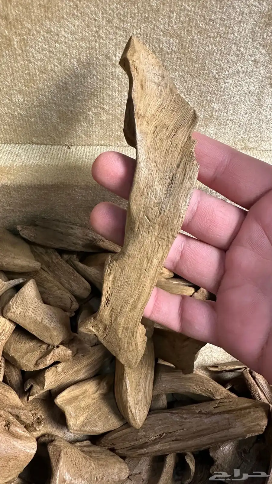 عود مروكي آصقون مفروز سوبر مرتفع 4