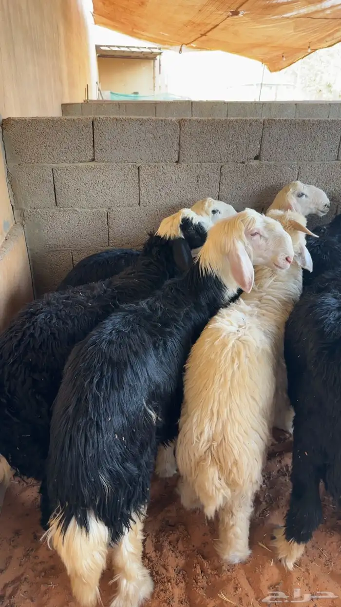طليان ذبايح مناسبات ثلاجه 0