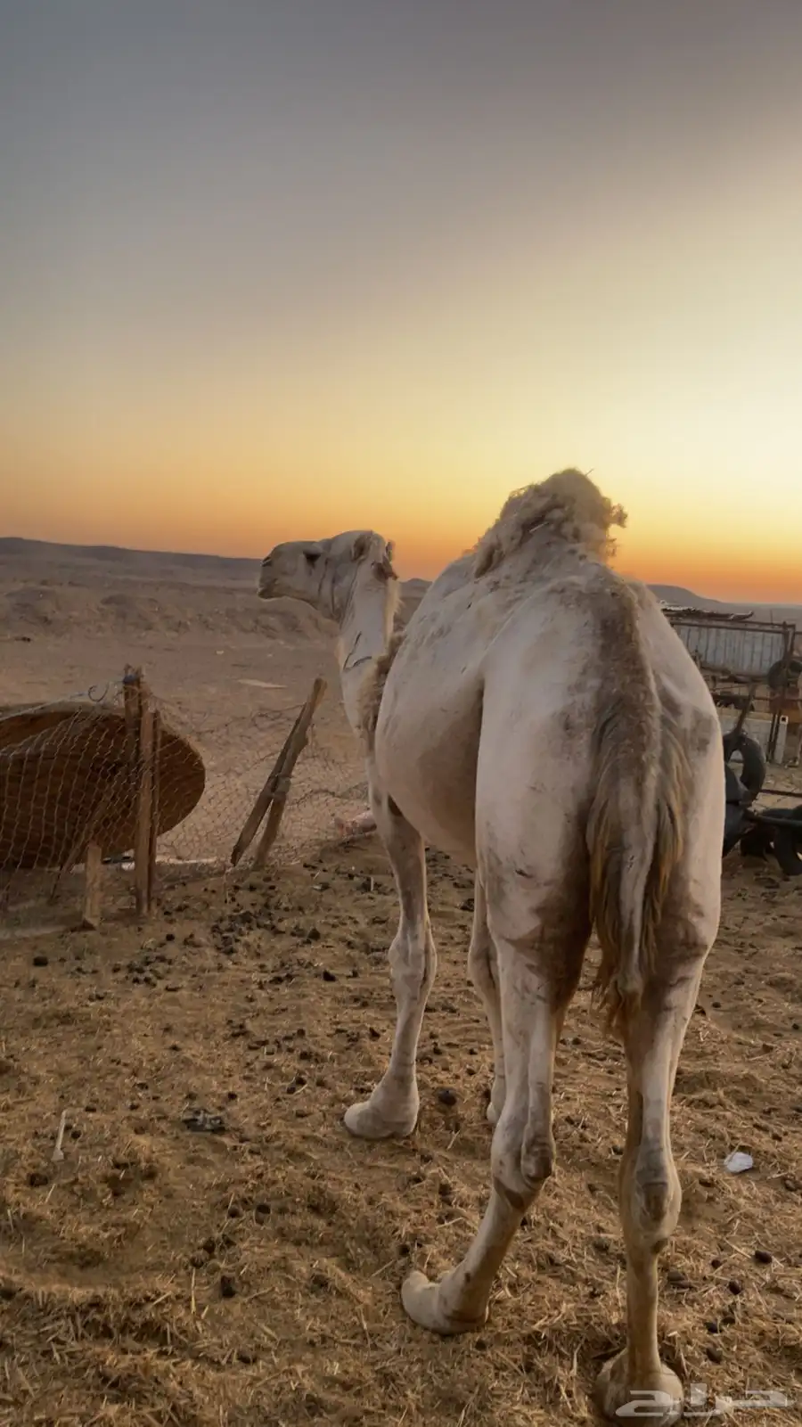 جمل شرط اضراب 0