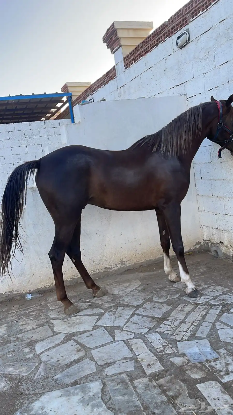 مربط الكيان للإيواء وخدمات الخيل 2