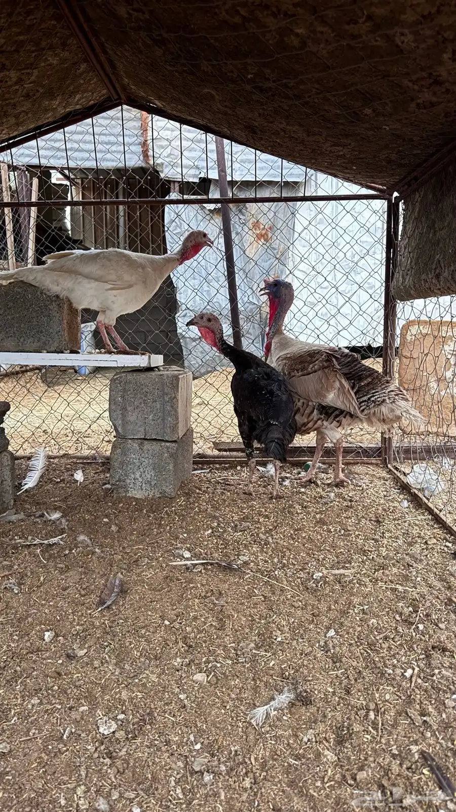 دجاج رومي ديك ودجاجتين 0