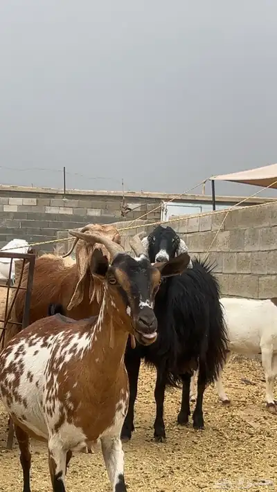 معزا دفيع 0
