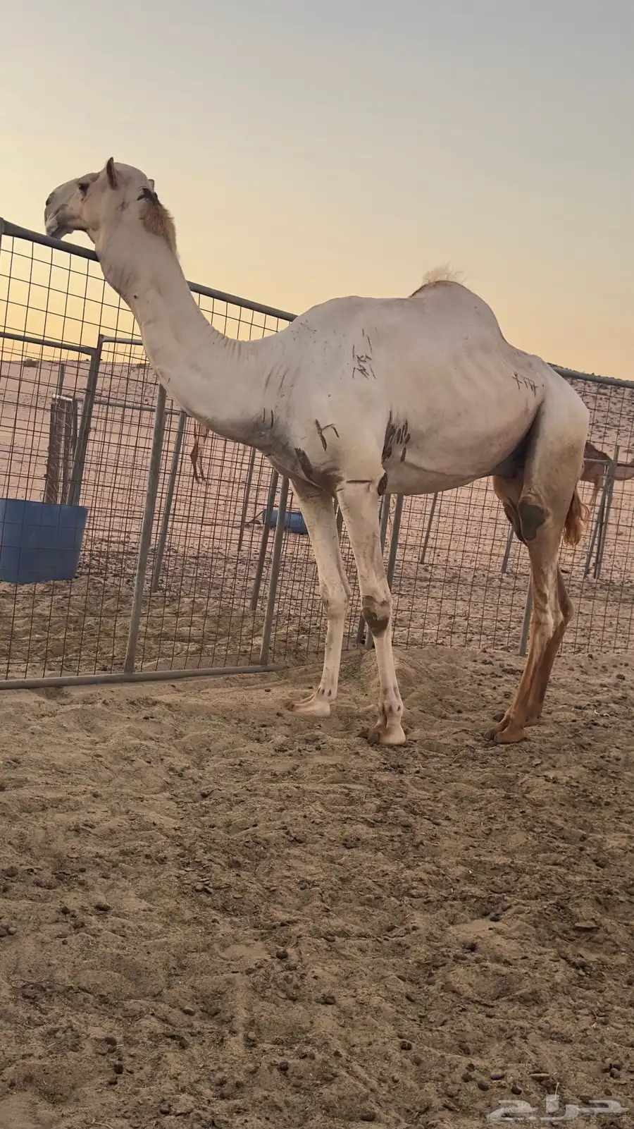 فحل شاهين صاحب سياره الجنادريه من 19 كيلو 5