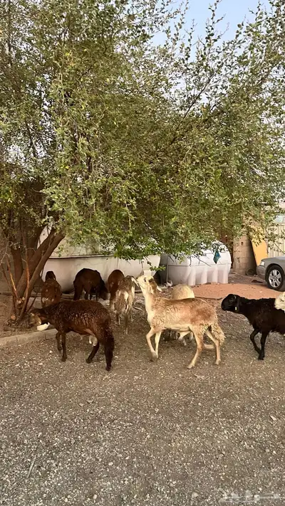 سواكن مرابي 2
