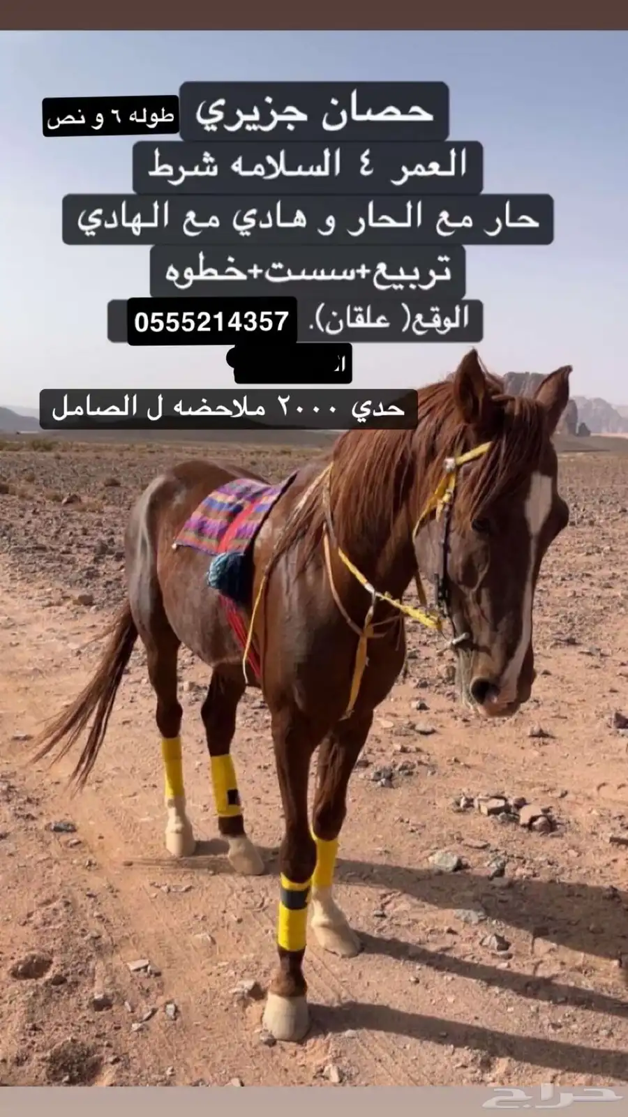 سلام عليكم اعرض لكم حصان للبيع 0