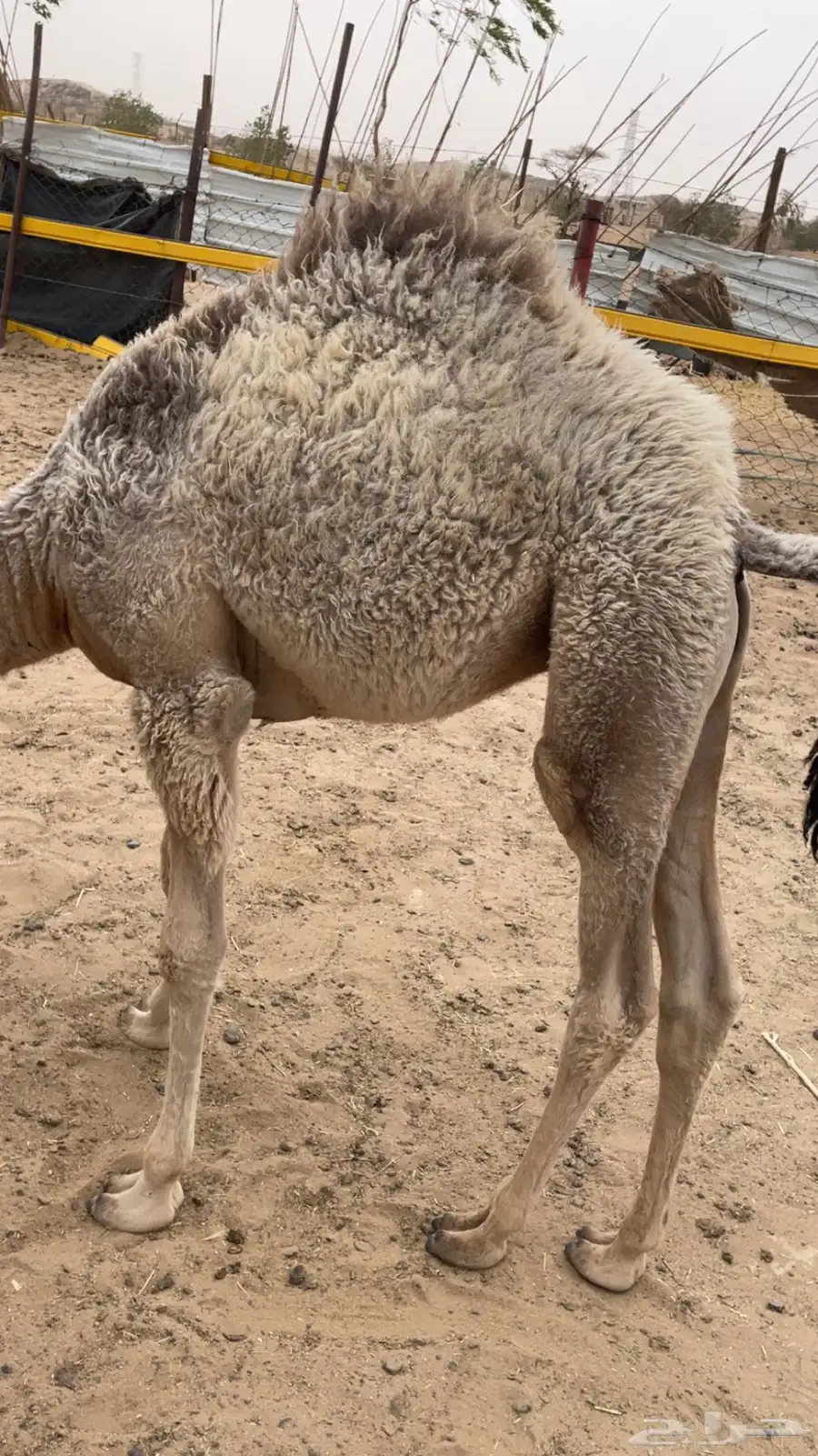 قعود البيع في بيشه index