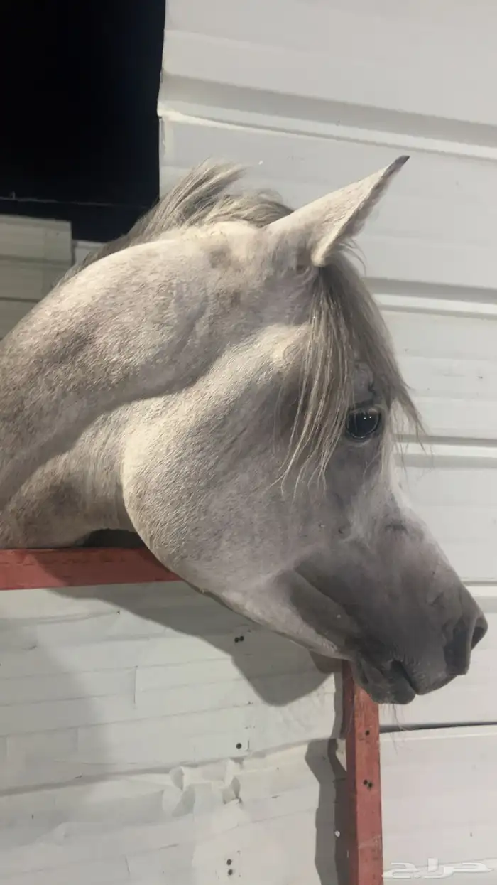 خيل دم فاخر 0