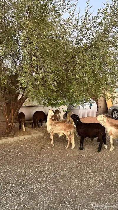 سواكن مرابي 1
