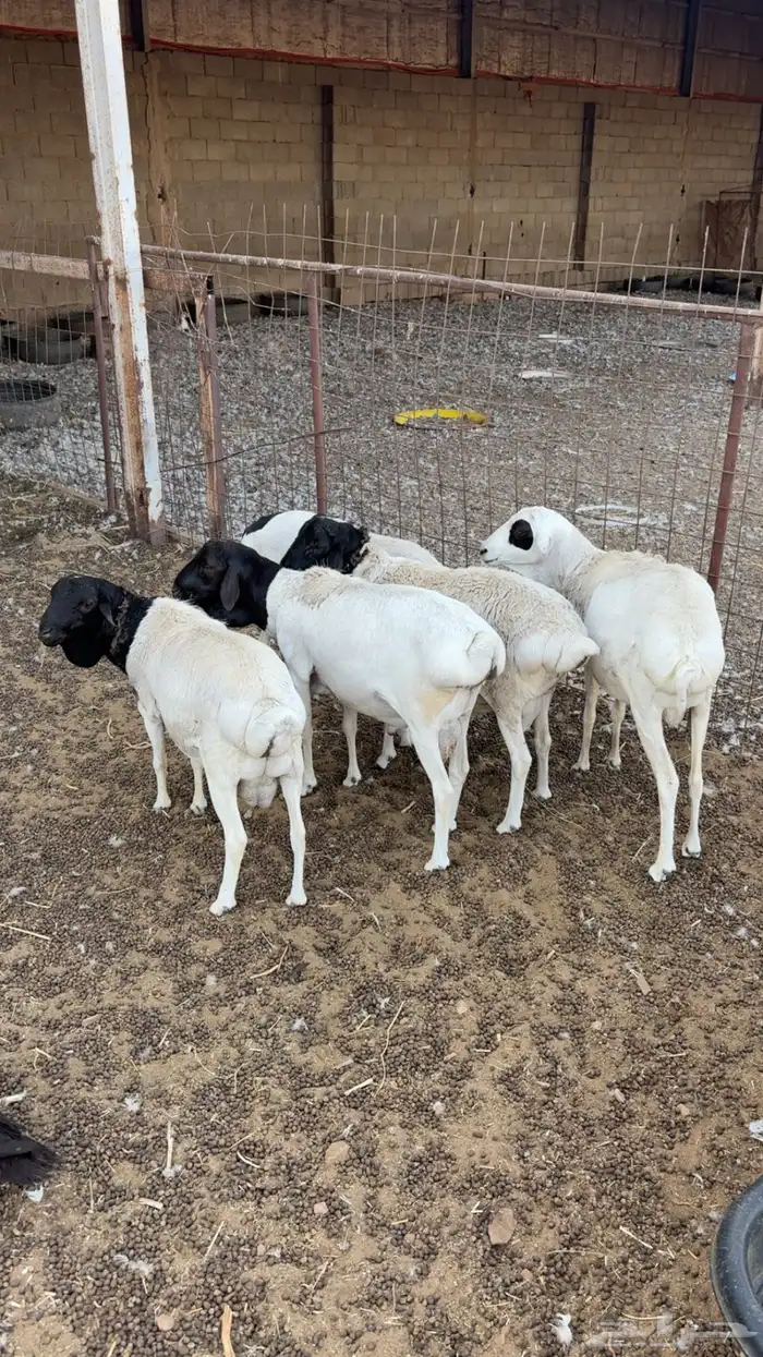 برابر 0