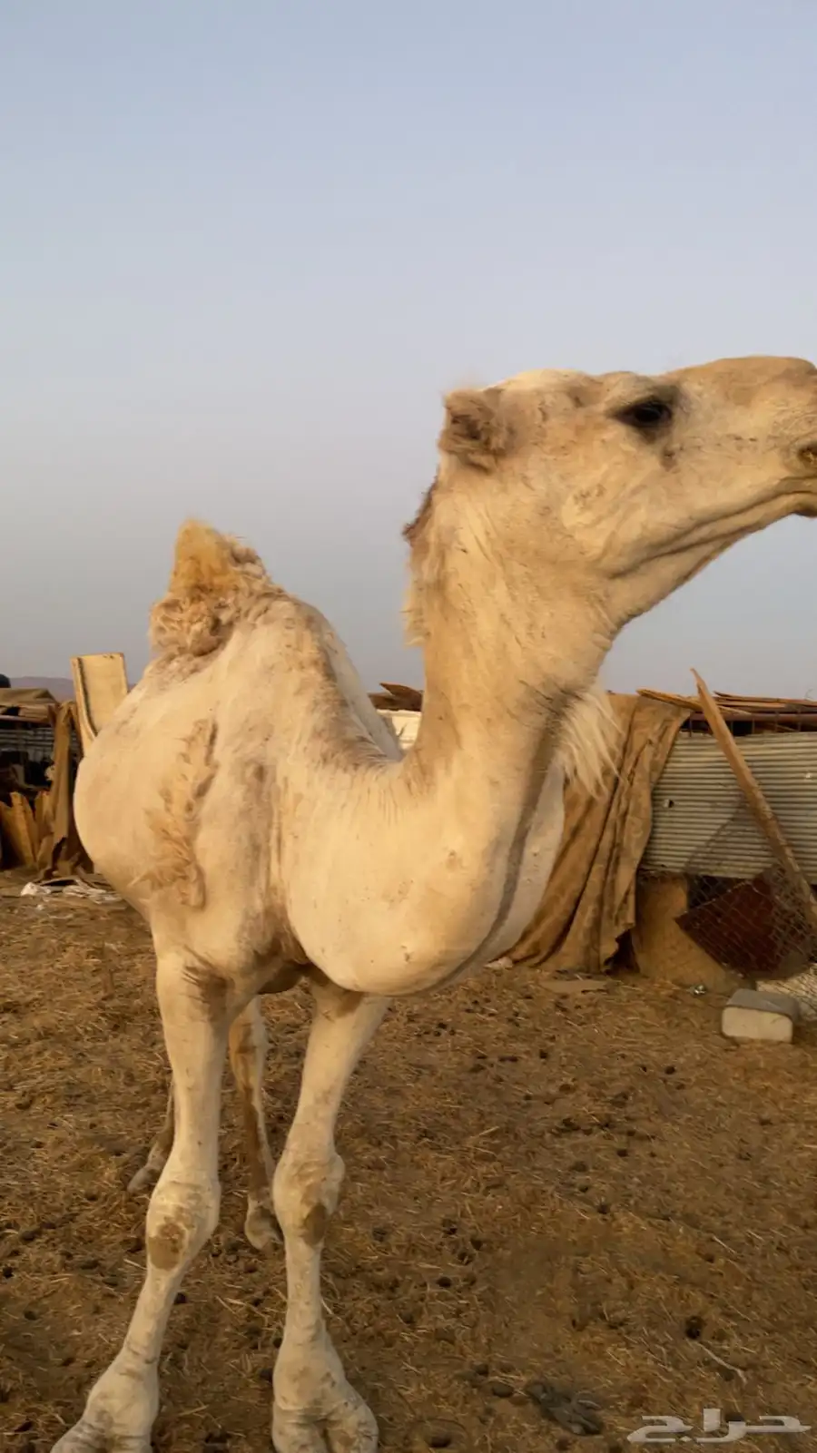 جمل شرط اضراب 2