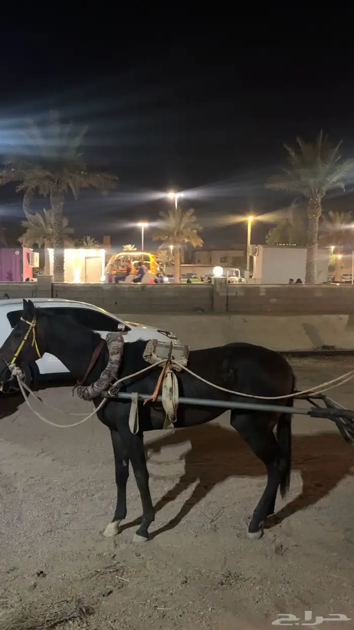 حصان وعربة خيل 3