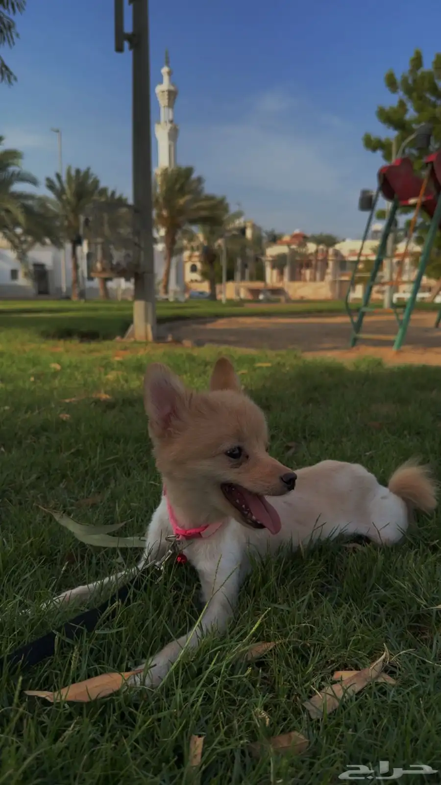 كلب بومرينيان انثى Pomeranian 0