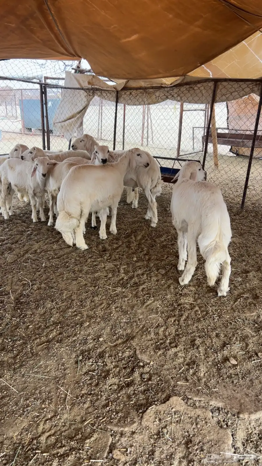 خرفان ورخل index