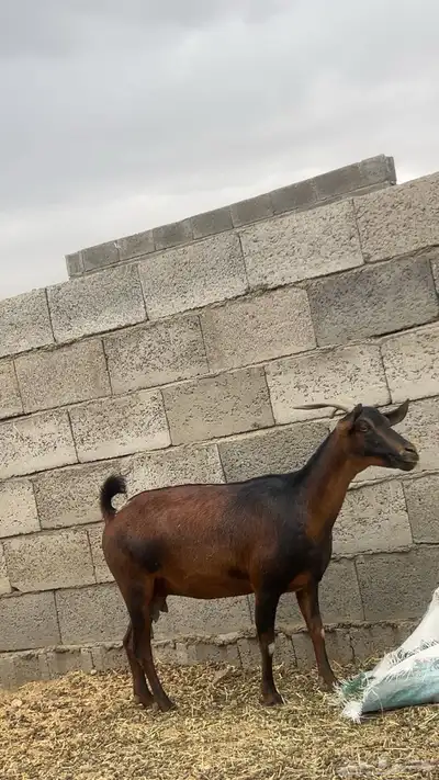معزا دفيع 1
