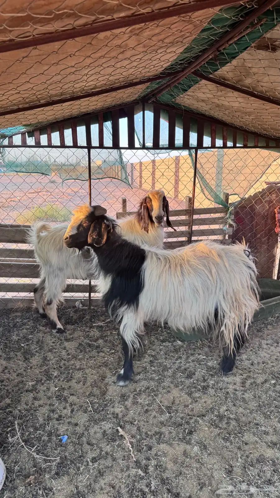 للبيع تيسين فحول طيبات شرط 4