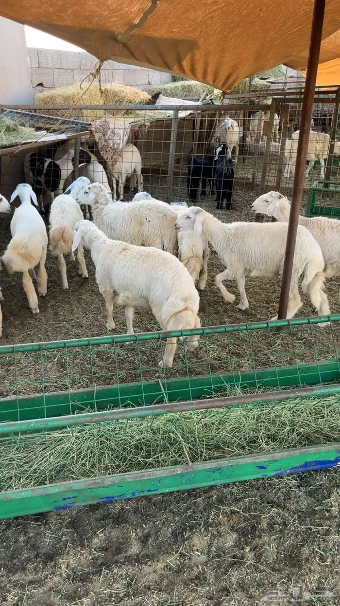 طليان حري 0