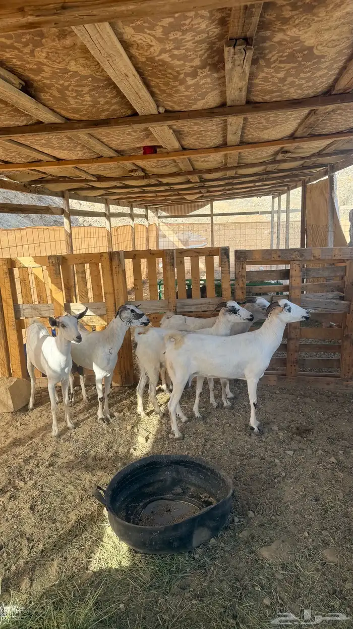 ماعز بيشيات ( تم البيييع ) 1