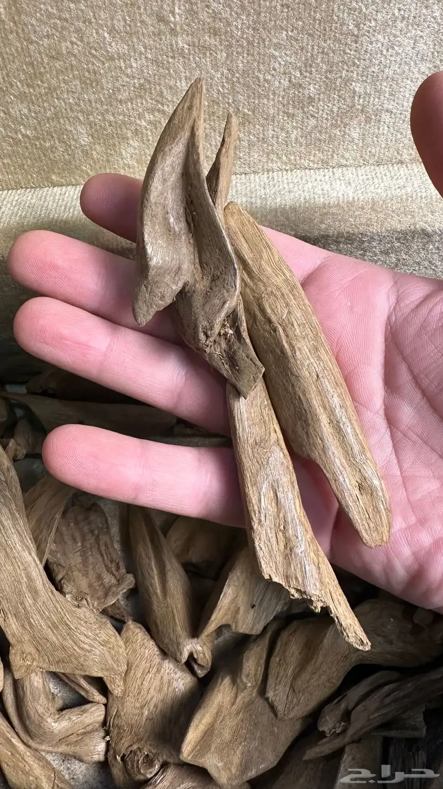 عود مروكي آصقون مفروز سوبر مرتفع 0