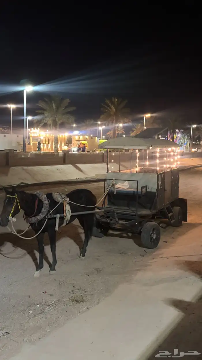 حصان وعربة خيل 5