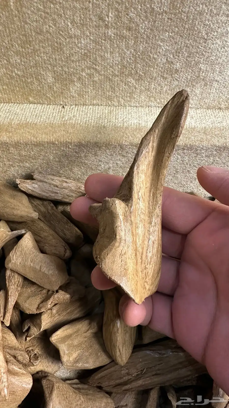 عود مروكي آصقون مفروز سوبر مرتفع 3