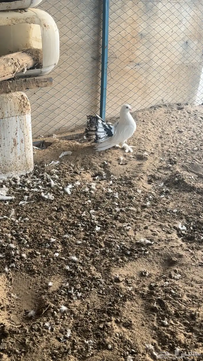4 ذكور رقاص 2