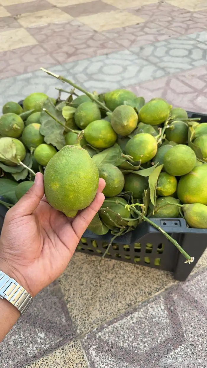 ليمون 1