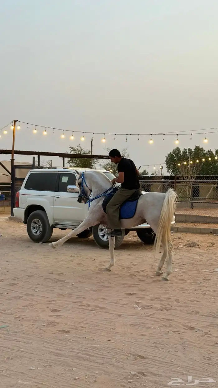 حصان مصري بيور 4