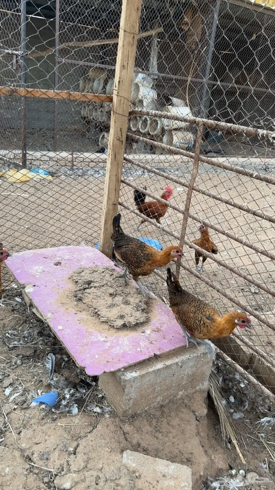 فرراريج فيىمي مصري ذهبي 0