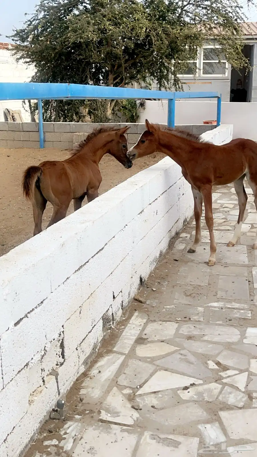 مربط الكيان للإيواء وخدمات الخيل 1