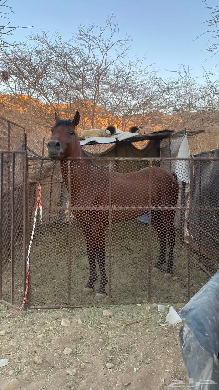 خيل شعبي البيع مستعجل. 0