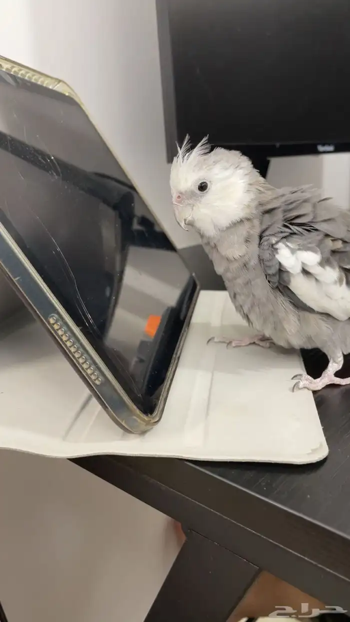 المجمعه واذا كنت في عنيزه 1