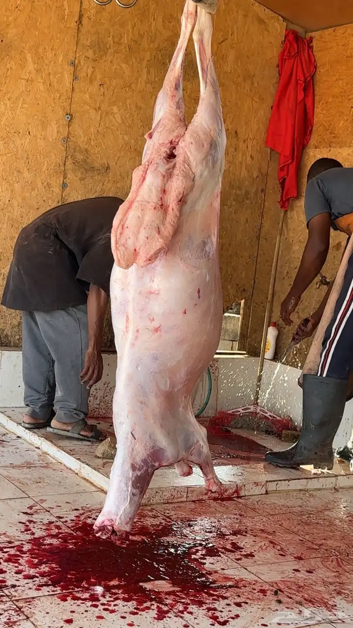 طليان ذبايح مناسبات ثلاجه 2